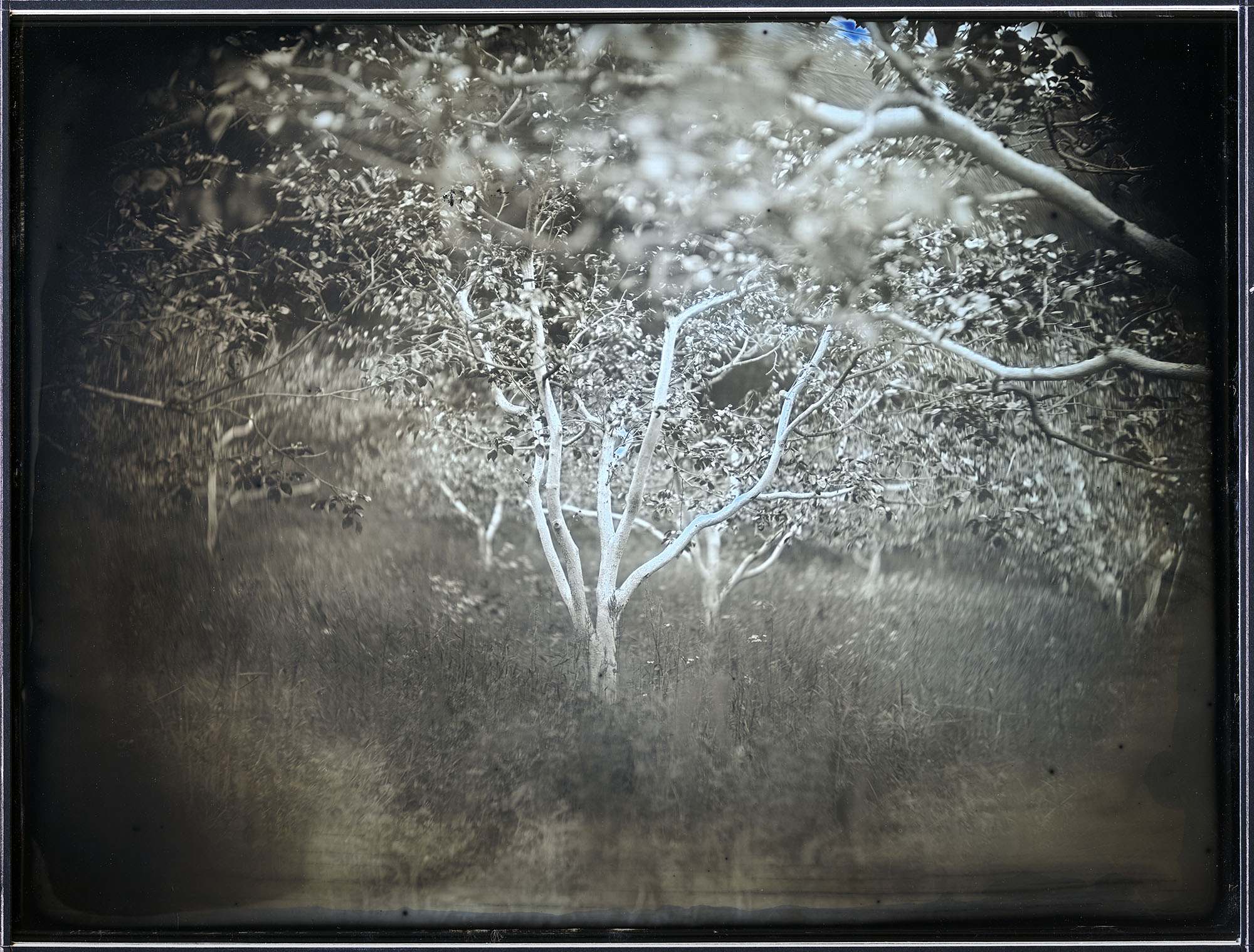 120525_persimmontrees