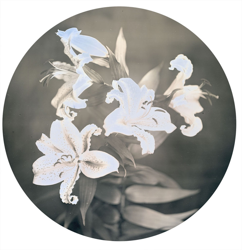 Arai_170712_KawamataLilies1