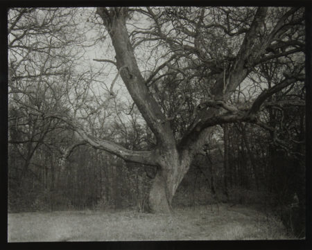 Tree in Woods,　gelatin silver print,　297 x 398 mm,　©Josef Sudek