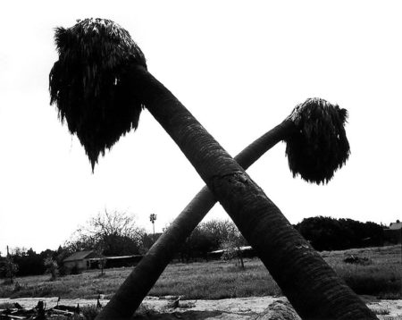Dead Palms, Partially Uprooted, Ontario, 1983,　gelatin silver print：1988,　11 x 14 in,　©Robert Adams