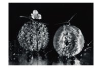 今道子 ポストカード： 蛸＋メロン, 1989