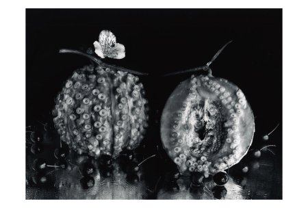 今道子 ポストカード： 蛸＋メロン, 1989