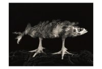 今道子 ポストカード： 鯖＋鳥足, 1990