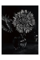 今道子 ポストカード： 向日葵＋潤目鰯, 1990