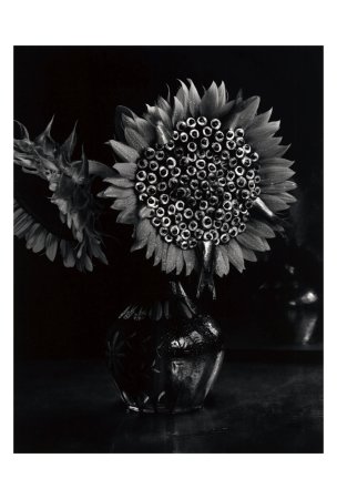 今道子 ポストカード： 向日葵＋潤目鰯, 1990