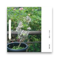 圓井義典：写真という寓意 