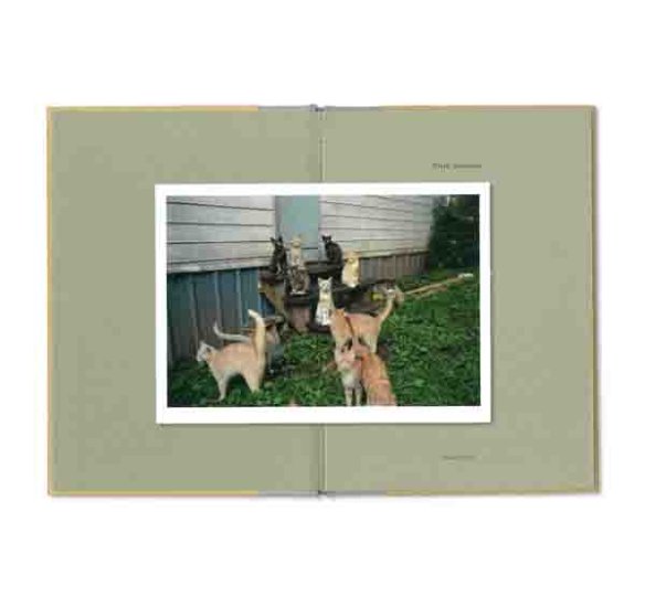 (商品画像) マーク・スタインメッツ：ONE PICTURE BOOK TWO #16: CATS 