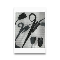 サラ・ファン・ライ：ポストカード ＜Still Life（静物）＞より モノクロチューリップ 