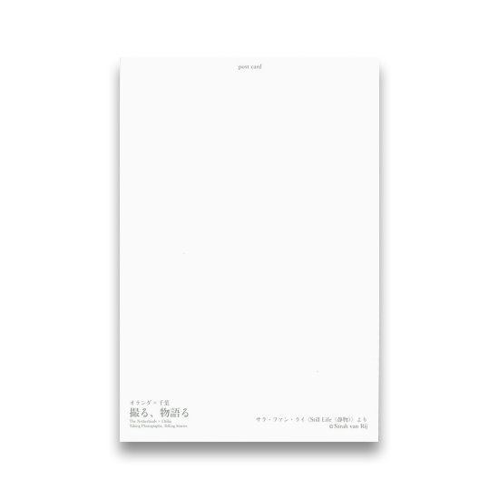 (商品画像) サラ・ファン・ライ：ポストカード ＜Still Life（静物）＞より カラー チューリップ 
