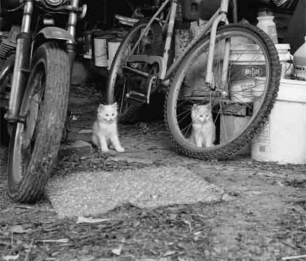 (商品画像) マーク・スタインメッツ：LOW FI CATS 