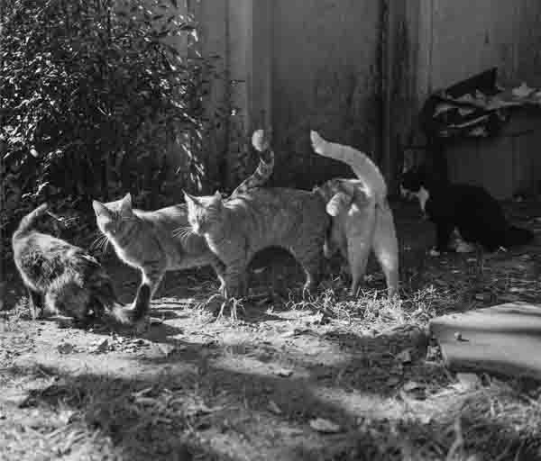 (商品画像) マーク・スタインメッツ：LOW FI CATS 